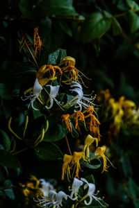 Close-up of wilted flowering plant