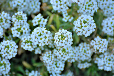 Close-up of white flowering plants in park