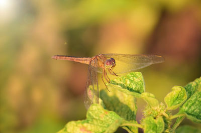 Close-up of dragonfly on plant