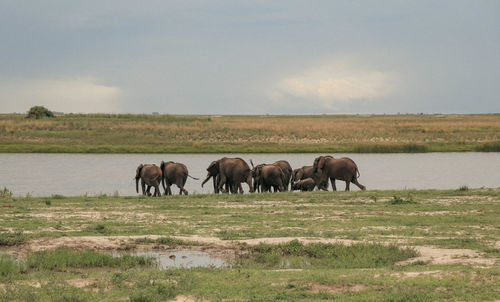 Horses grazing on field by river against sky