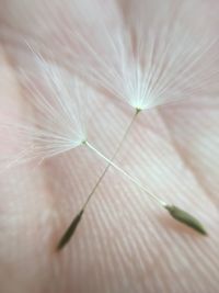 Cropped hand of person holding dandelion seeds