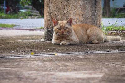 Portrait of ginger cat sitting outdoors