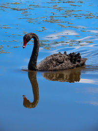 Swan reflecting on a blue lake during the daytime