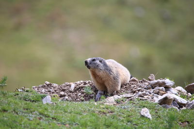 Marmot in a field