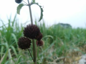 Close-up of thistle against sky