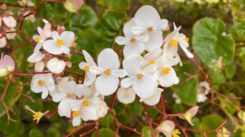 Close-up of white cherry blossoms in spring