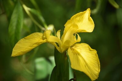 Close-up of yellow flowering plant