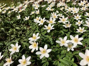 Close-up of white flowers blooming outdoors