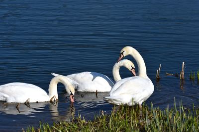 Swans swimming in lake