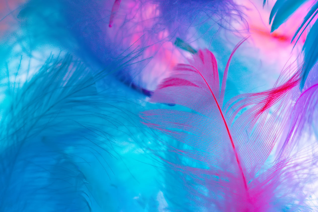 FULL FRAME SHOT OF BLUE FEATHERS