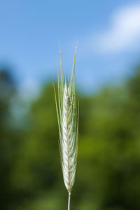 Close-up of plant on field