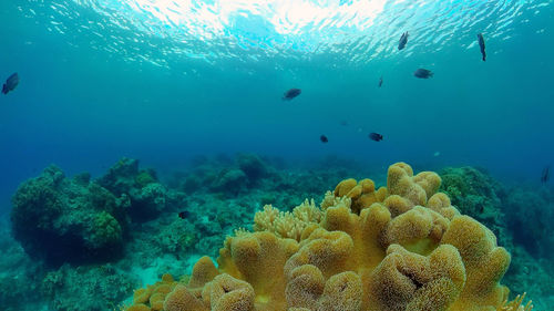 Tropical coral reef seascape with fishes, hard and soft corals. underwater video. philippines.