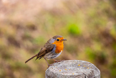 Bird robin in the nature