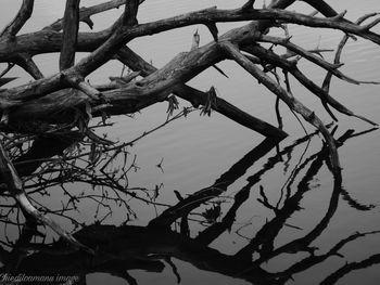 Close-up of bare tree against sky