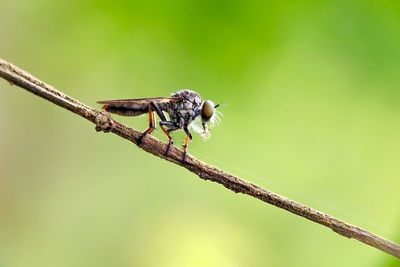 Close-up of insect perching on plant