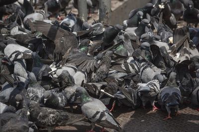 High angle view of pigeons on floor in city