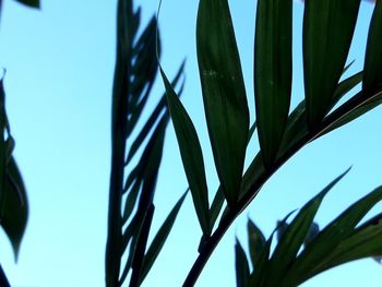 Low angle view of plants against blue sky