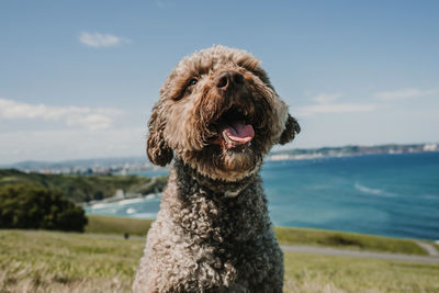 Close-up of a dog looking away