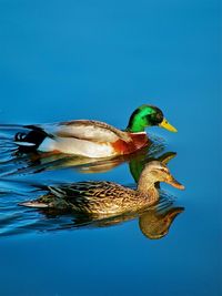 Ducks swimming on lake