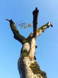 Low angle view of tree against sky