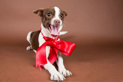 Dog with ribbon against brown background