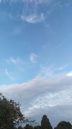 Low angle view of trees against blue sky