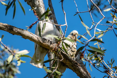 Low angle view of bird perching on tree against sky