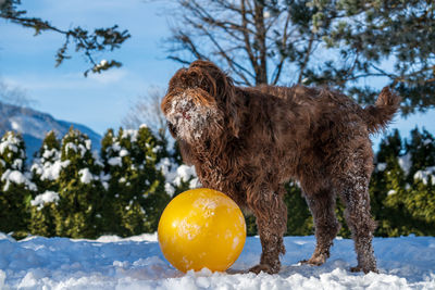 Close-up of a dog on snow