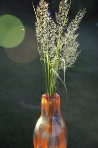 Close-up of flower vase against blurred background