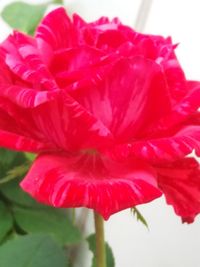 Close-up of red hibiscus blooming outdoors