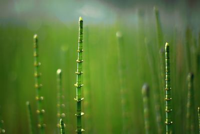 Close-up of water drops on leaf