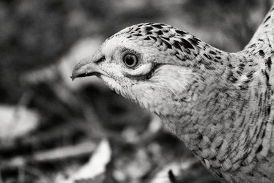 Close-up of eagle