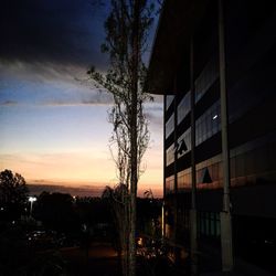 Silhouette of trees at dusk