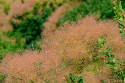 Plant growing on field