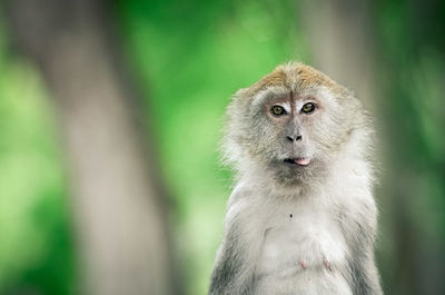Close-up of monkey sticking out tongue