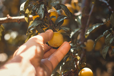 Close-up of hand holding fruits