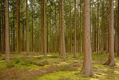 Pine trees in forest