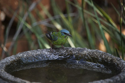 Close-up of bird perching on rock