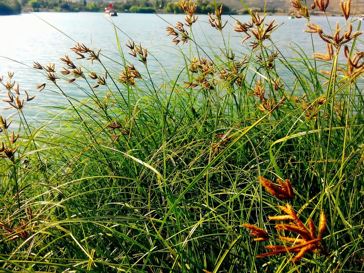 grass, growth, green color, plant, water, nature, field, tranquility, grassy, beauty in nature, leaf, high angle view, day, lake, outdoors, growing, no people, freshness, tranquil scene, green