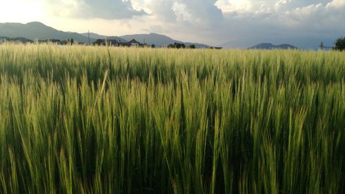 Scenic view of field against sky