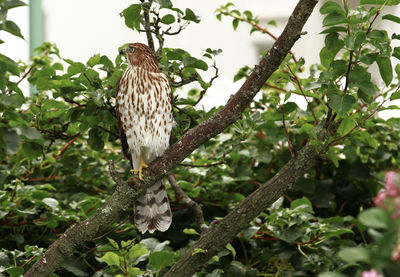 Low angle view of eagle perching on tree
