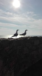 Bird perching on rock against sky