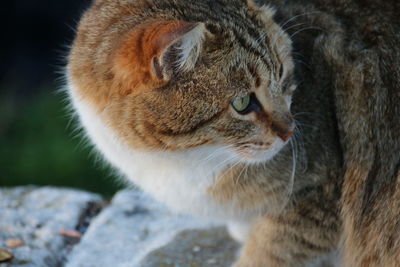 Close-up of cat looking away