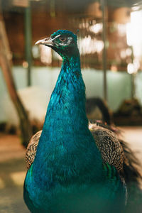 peacock
