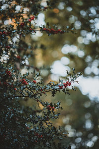 Close-up of berries growing on tree