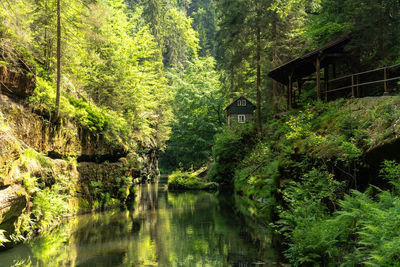 Plants and trees in forest