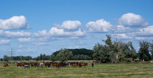 Horses grazing in a field