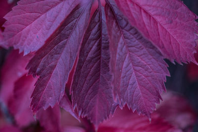 Close-up of fresh plant