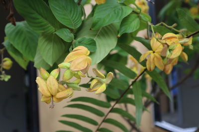 Close-up of yellow flowering plant