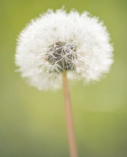 Close-up of flower against blurred background